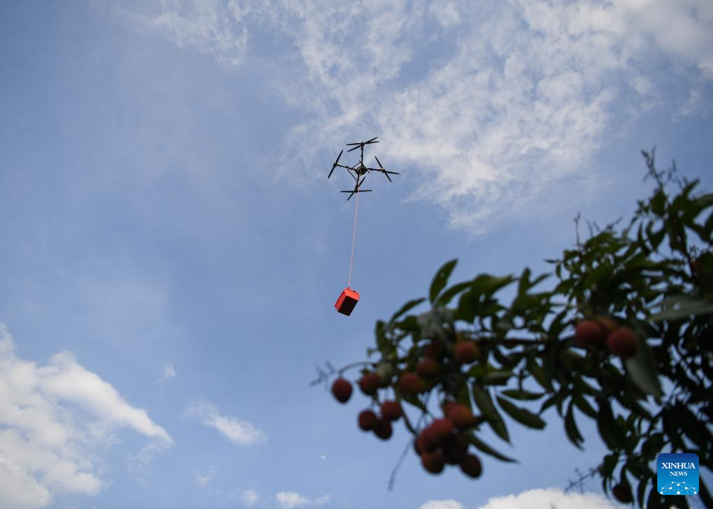 Staff members use drones to transport lychees in Maoming City, China's Guangdong