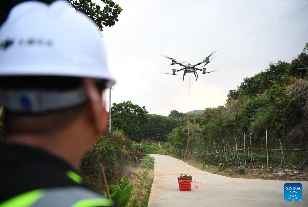 Staff members use drones to transport lychees in Maoming City, China's Guangdong