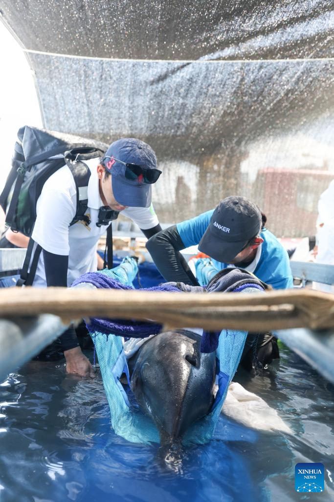 Stranded dolphin returns to sea after receiving specialized care in S China