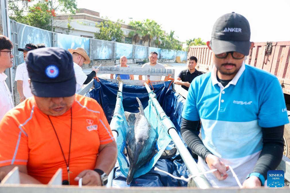 Stranded dolphin returns to sea after receiving specialized care in S China