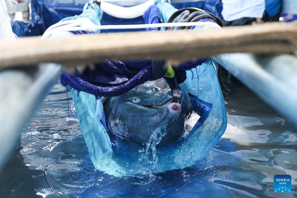 Stranded dolphin returns to sea after receiving specialized care in S China