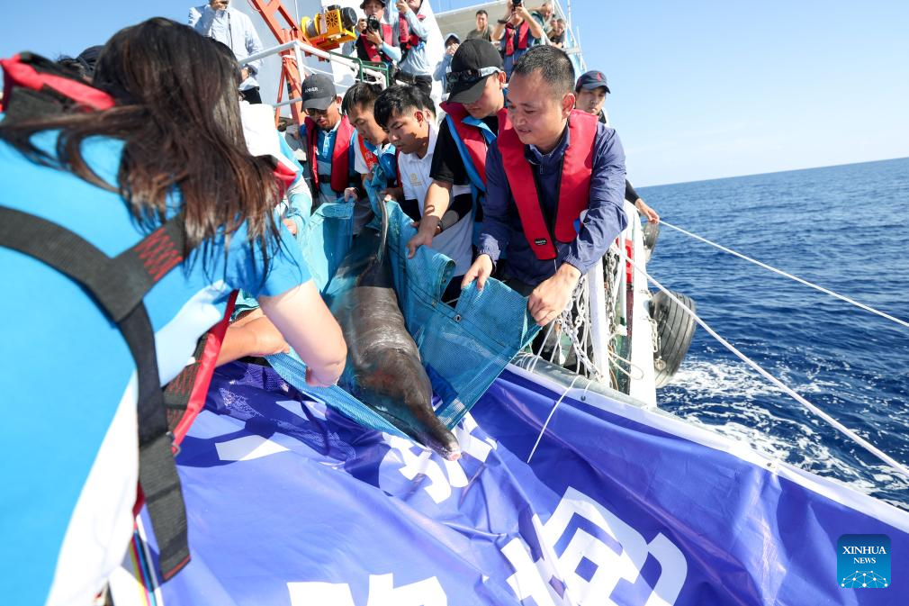 Stranded dolphin returns to sea after receiving specialized care in S China