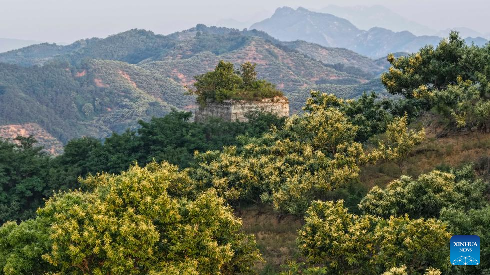 Visitors delight in summer blossoms across China