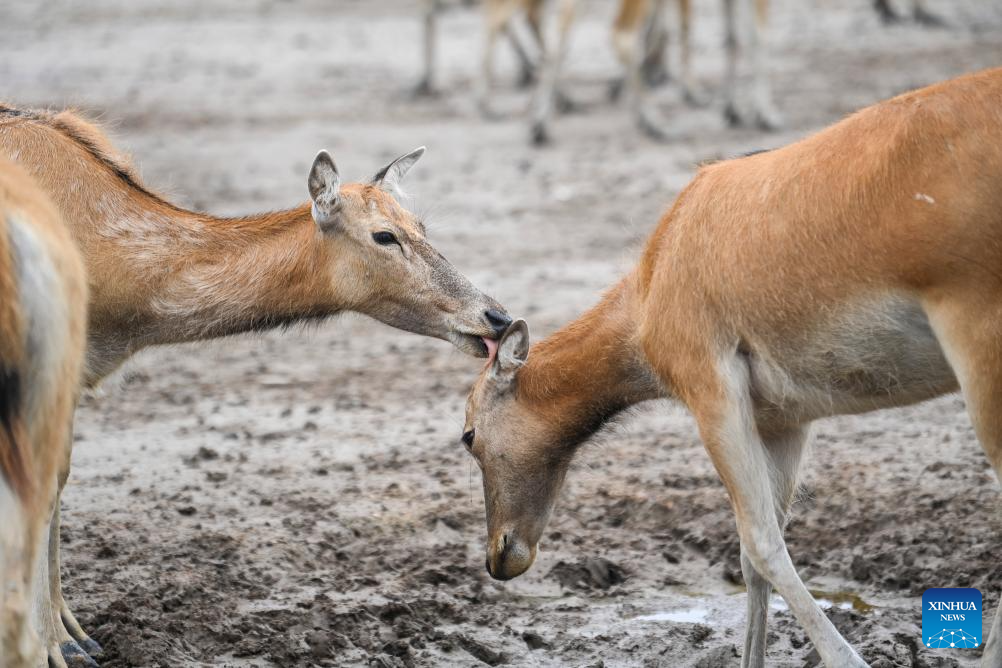 Guardian of milu deer devotes herself to pursuing harmony between humanity and nature