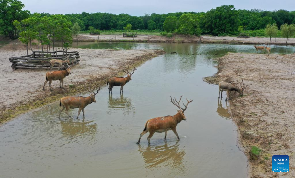 Guardian of milu deer devotes herself to pursuing harmony between humanity and nature