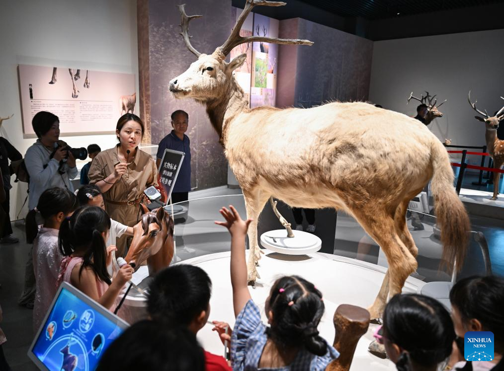 Guardian of milu deer devotes herself to pursuing harmony between humanity and nature