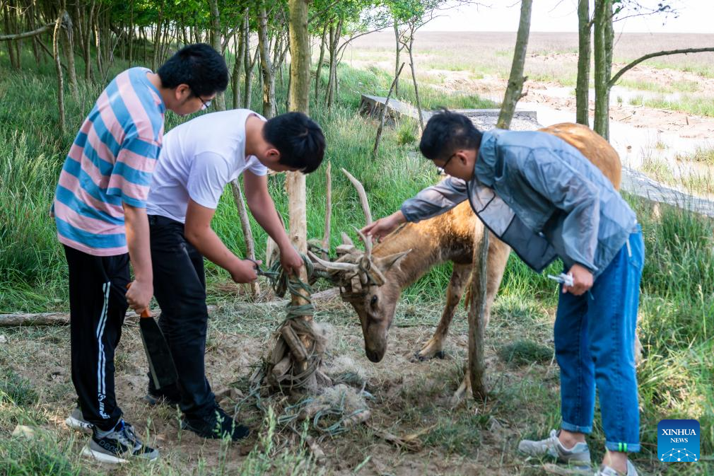 Guardian of milu deer devotes herself to pursuing harmony between humanity and nature