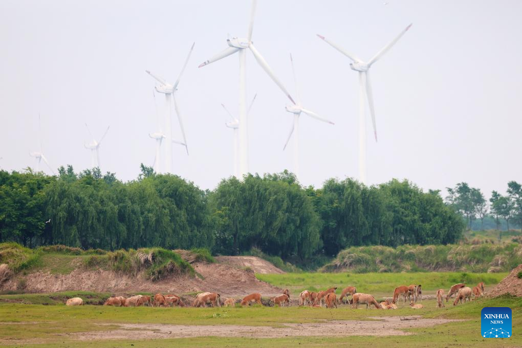 Guardian of milu deer devotes herself to pursuing harmony between humanity and nature
