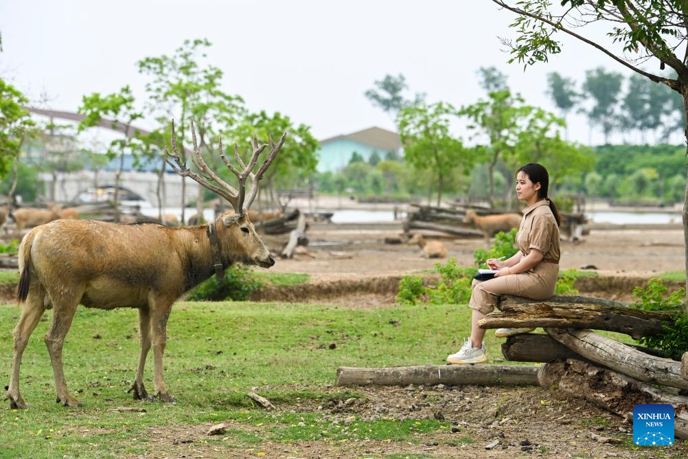 Guardian of milu deer devotes herself to pursuing harmony between humanity and nature