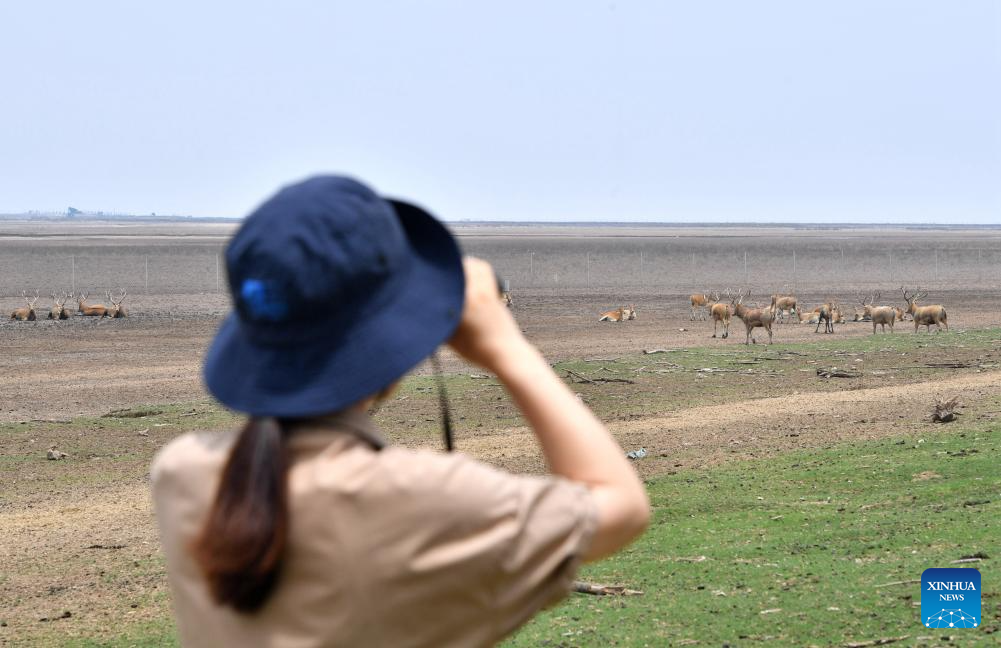 Guardian of milu deer devotes herself to pursuing harmony between humanity and nature