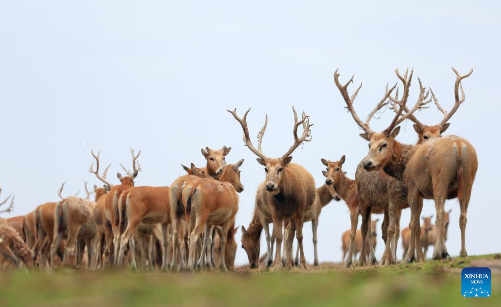 Guardian of milu deer devotes herself to pursuing harmony between humanity and nature