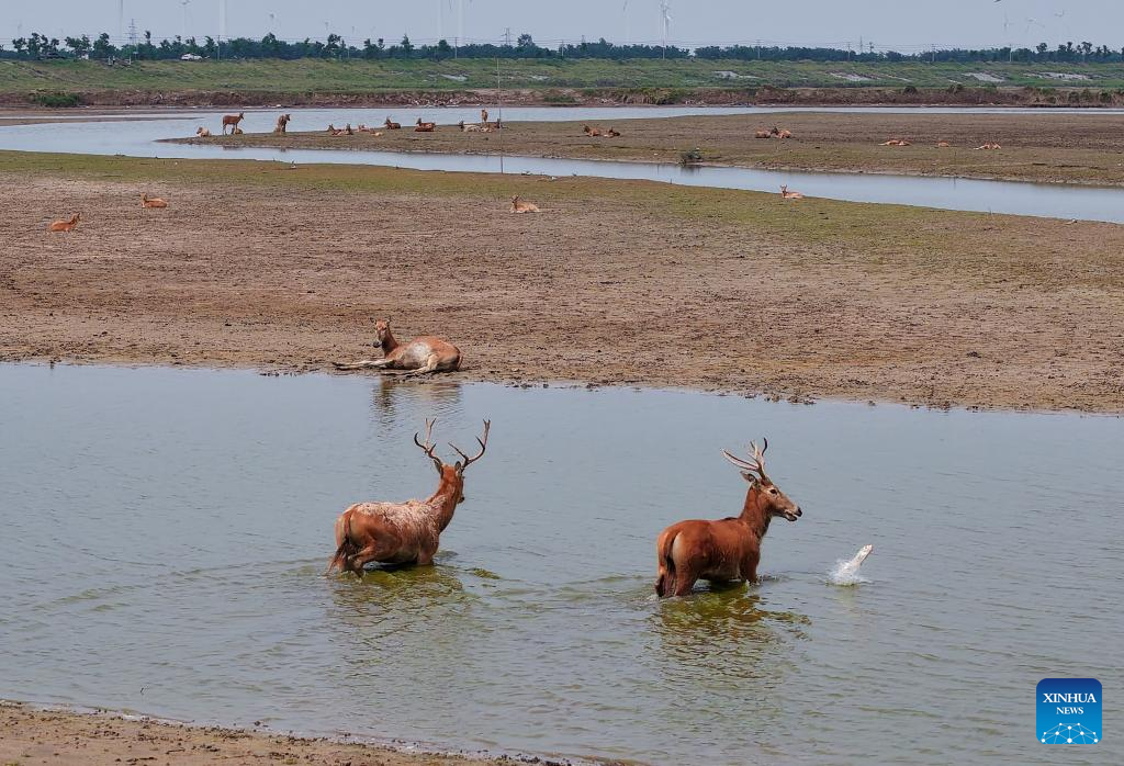 Guardian of milu deer devotes herself to pursuing harmony between humanity and nature