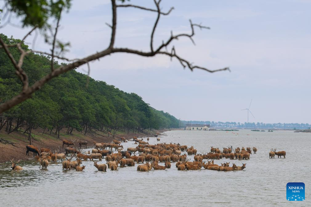 Guardian of milu deer devotes herself to pursuing harmony between humanity and nature