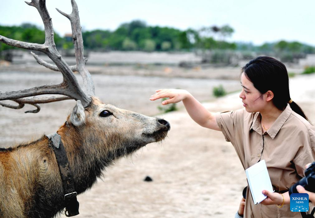 Guardian of milu deer devotes herself to pursuing harmony between humanity and nature
