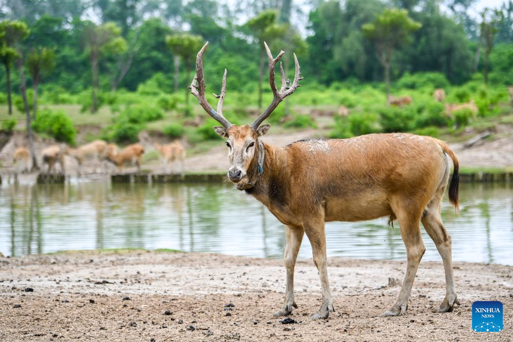 Guardian of milu deer devotes herself to pursuing harmony between humanity and nature