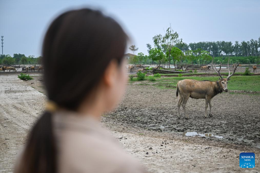 Guardian of milu deer devotes herself to pursuing harmony between humanity and nature