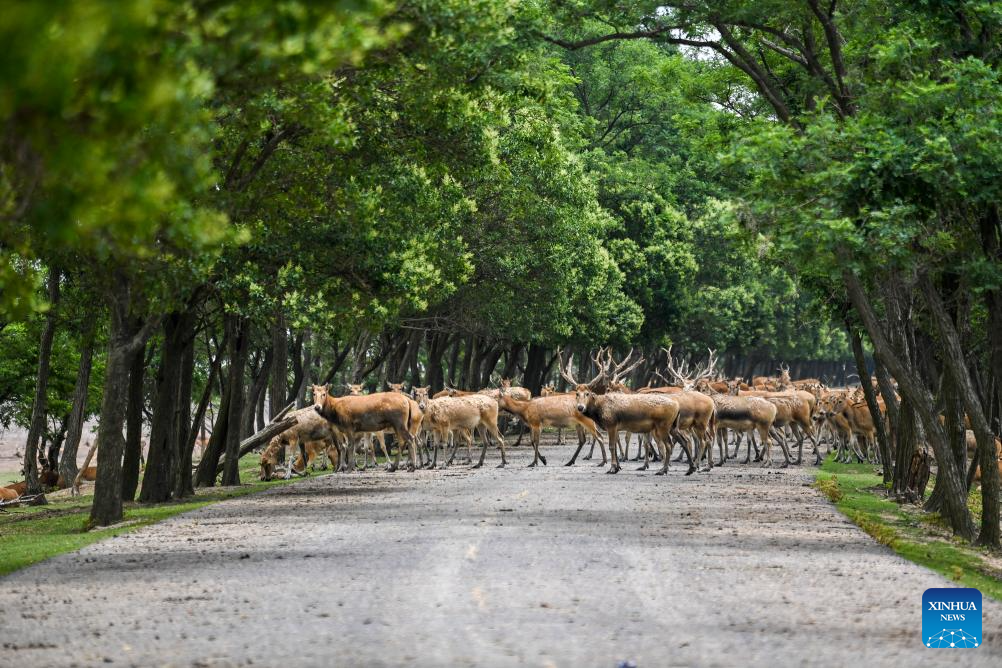 Guardian of milu deer devotes herself to pursuing harmony between humanity and nature
