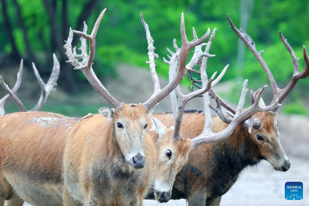 Guardian of milu deer devotes herself to pursuing harmony between humanity and nature