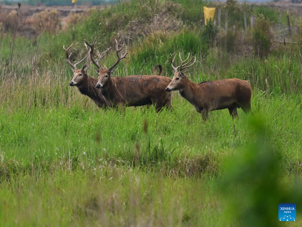 Milu deer seen in Yancheng City, east China's Jiangsu