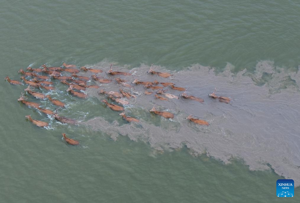Milu deer seen in Yancheng City, east China's Jiangsu