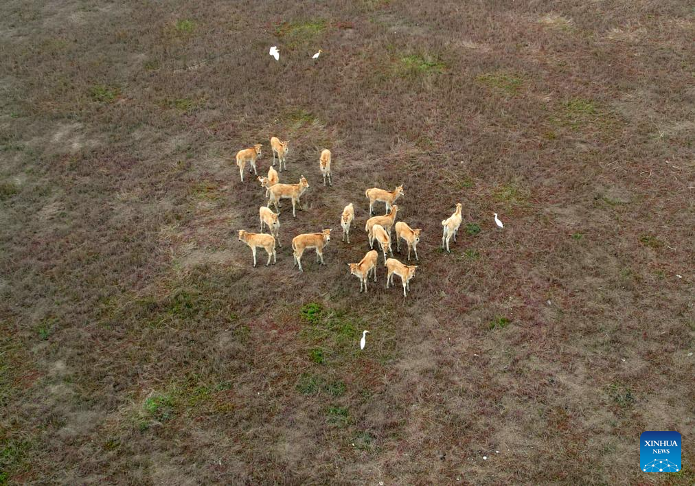 Milu deer seen in Yancheng City, east China's Jiangsu