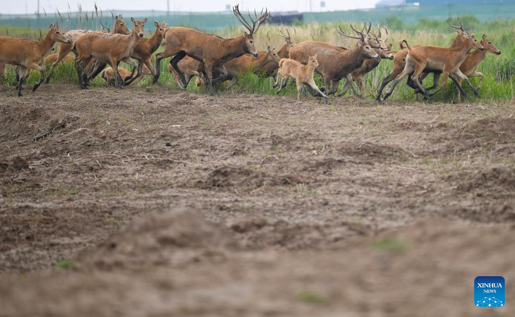 Milu deer seen in Yancheng City, east China's Jiangsu