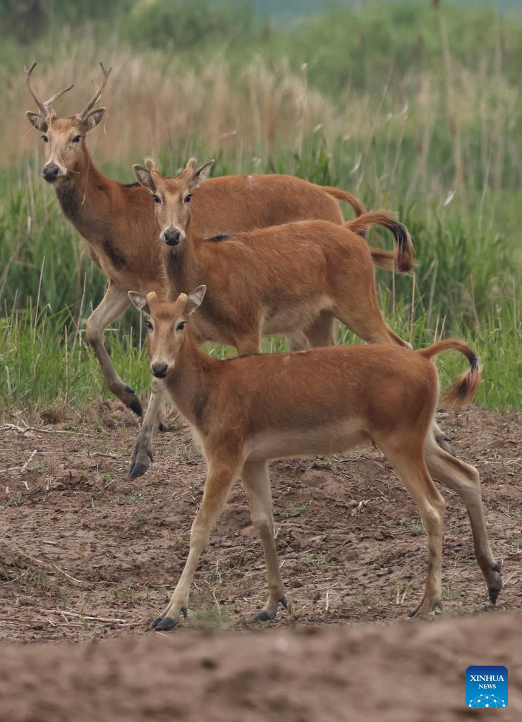 Milu deer seen in Yancheng City, east China's Jiangsu