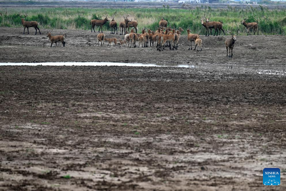 Milu deer seen in Yancheng City, east China's Jiangsu