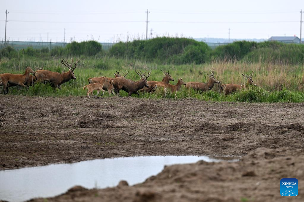 Milu deer seen in Yancheng City, east China's Jiangsu