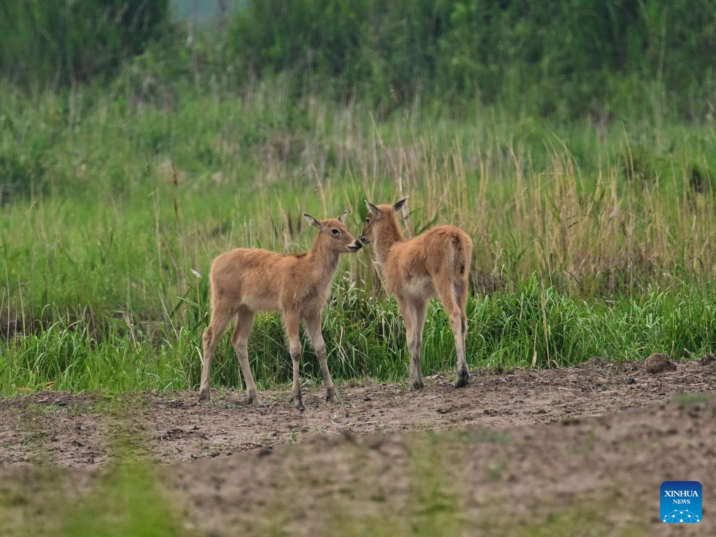 Milu deer seen in Yancheng City, east China's Jiangsu