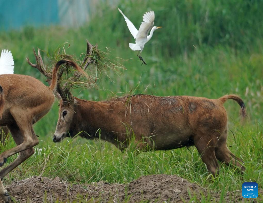 Milu deer seen in Yancheng City, east China's Jiangsu