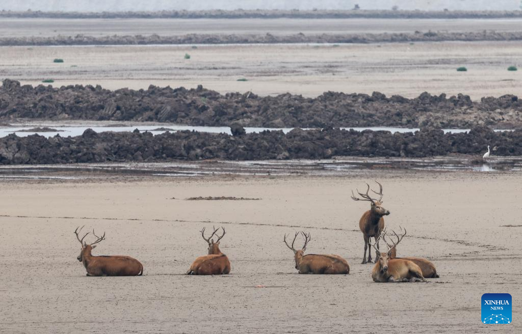 Milu deer seen in Yancheng City, east China's Jiangsu