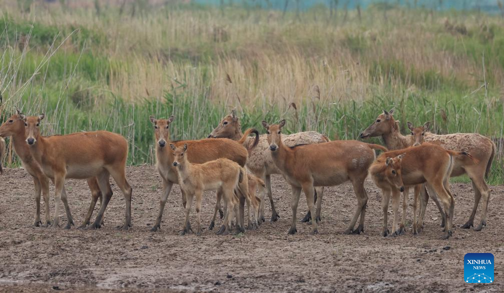 Milu deer seen in Yancheng City, east China's Jiangsu