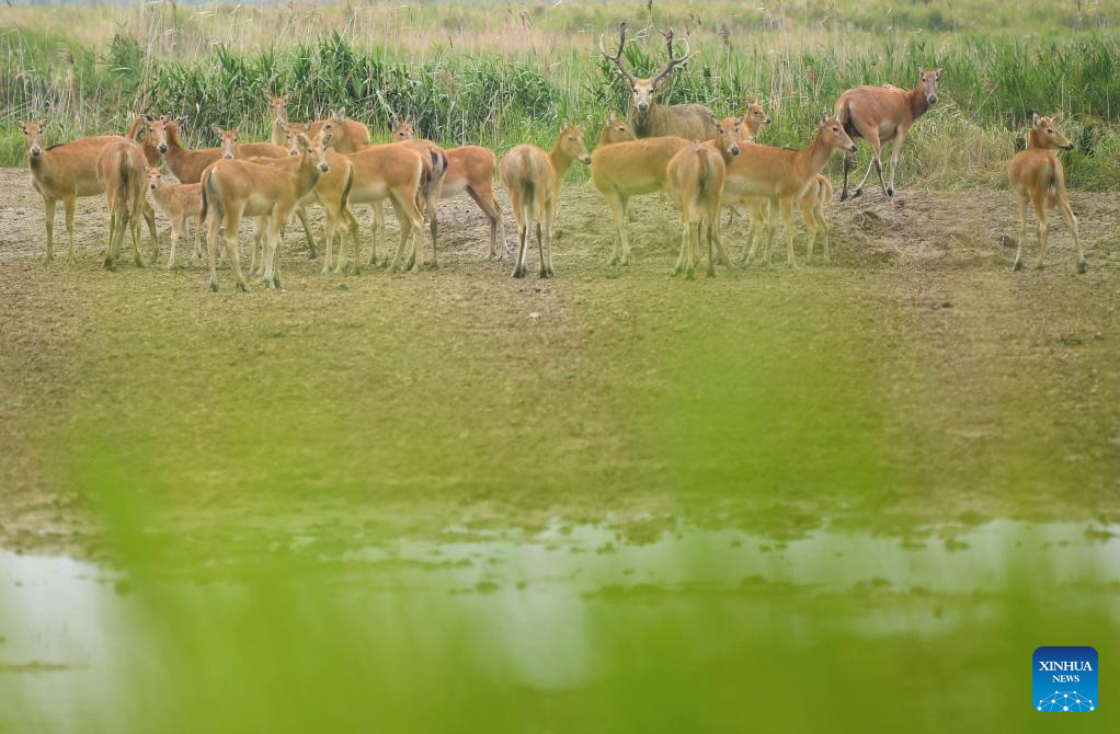 Milu deer seen in Yancheng City, east China's Jiangsu