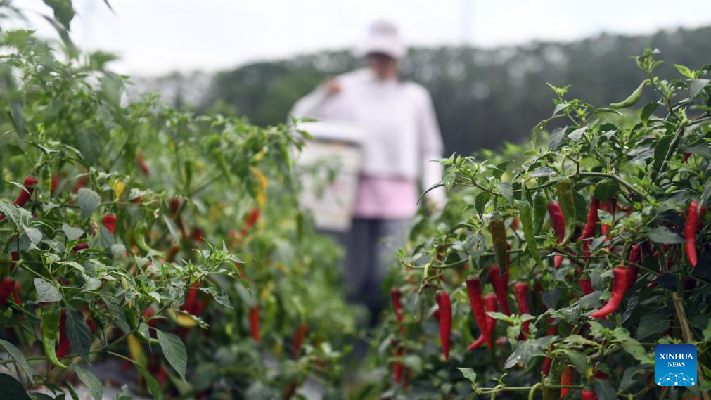 Farmers harvest chili peppers in Youbu Village, China's Guangxi