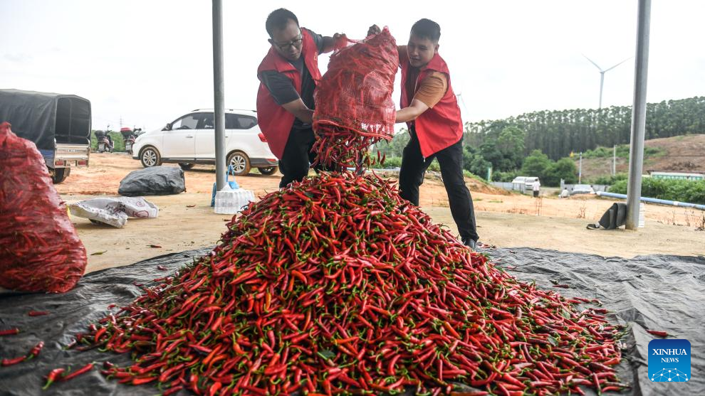 Farmers harvest chili peppers in Youbu Village, China's Guangxi