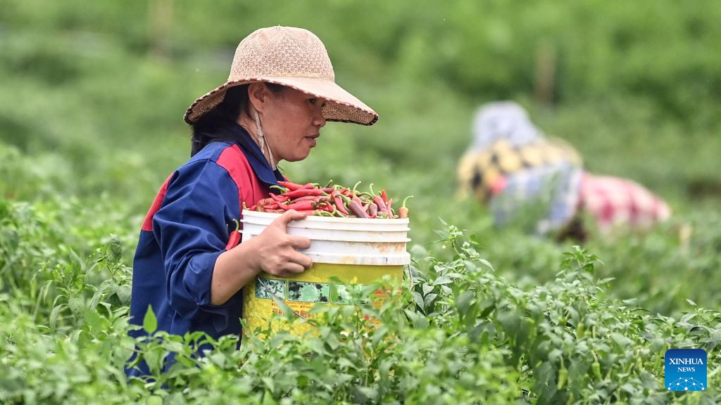 Farmers harvest chili peppers in Youbu Village, China's Guangxi