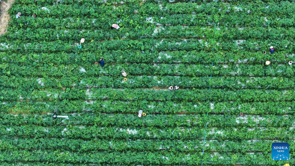 Farmers harvest chili peppers in Youbu Village, China's Guangxi
