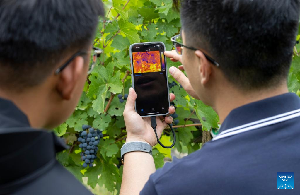 Across China: Smart tech fuels dynamic growth in northwest China wine industry