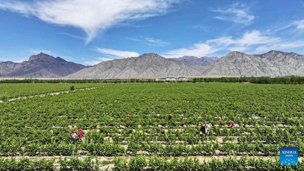 Wine products from NW China's Ningxia gain int'l popularity