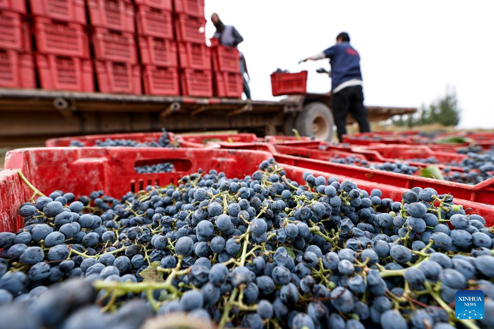 Wine products from NW China's Ningxia gain int'l popularity