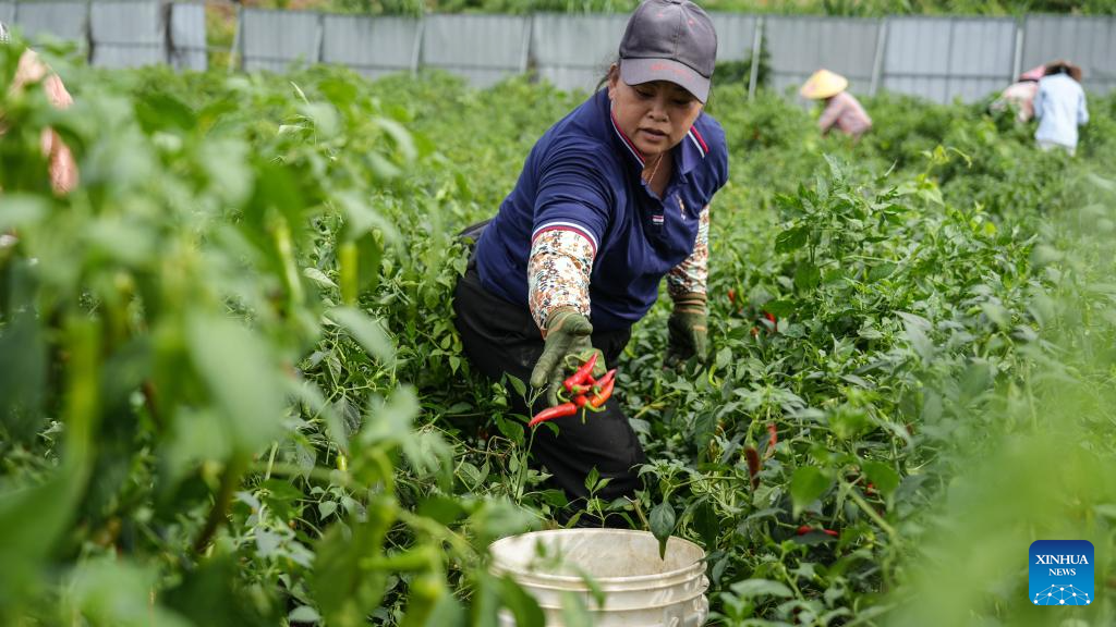 Farmers harvest chili peppers in Youbu Village, China's Guangxi
