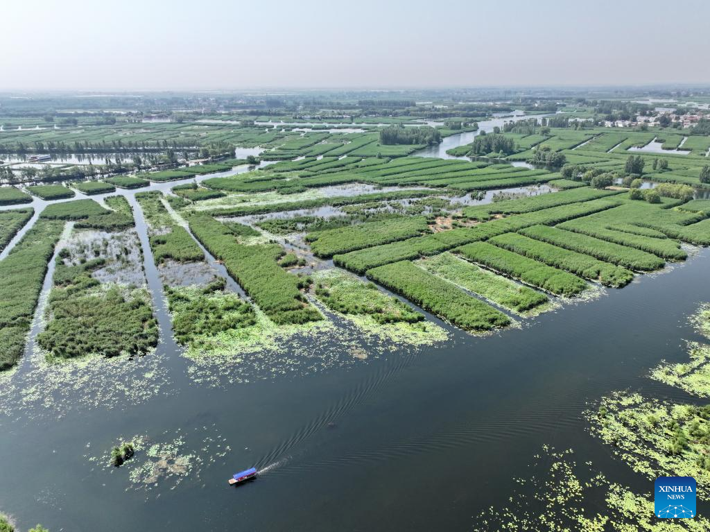 Scenery of Baiyangdian Lake, Xiongan New Area of China's Hebei