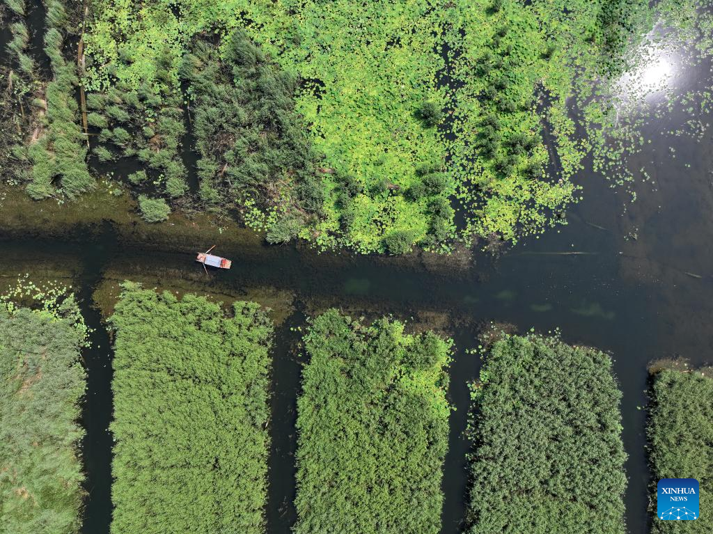 Scenery of Baiyangdian Lake, Xiongan New Area of China's Hebei