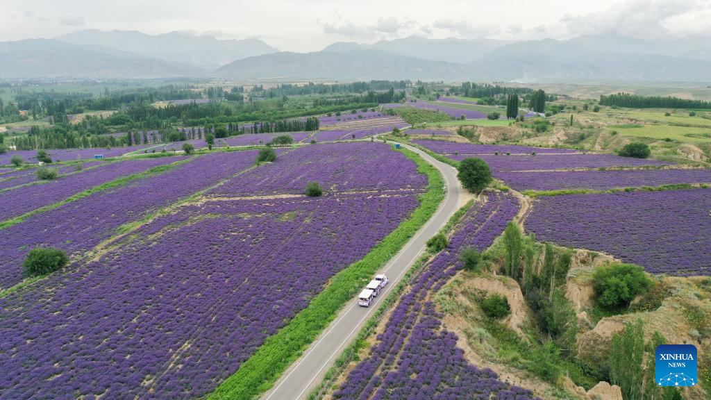 Lavender tourism festival promotes economic development in China's Xinjiang