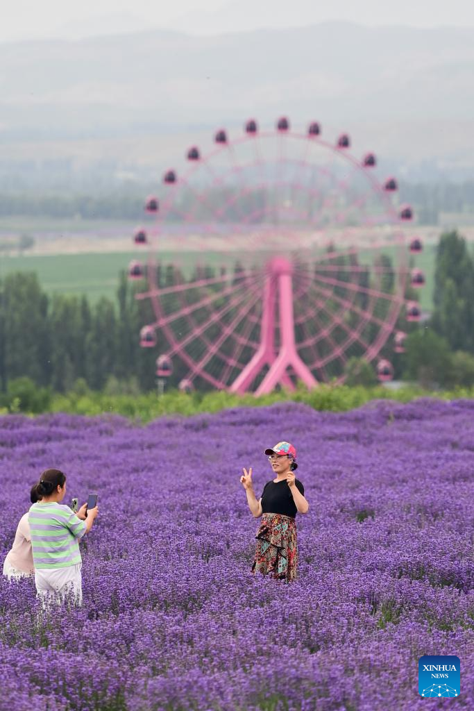 Lavender tourism festival promotes economic development in China's Xinjiang