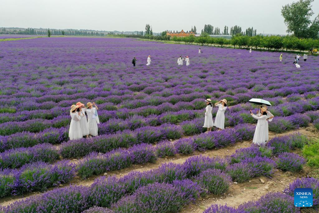 Lavender tourism festival promotes economic development in China's Xinjiang