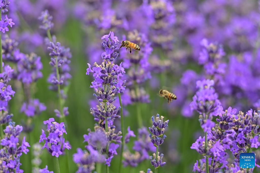 Lavender tourism festival promotes economic development in China's Xinjiang
