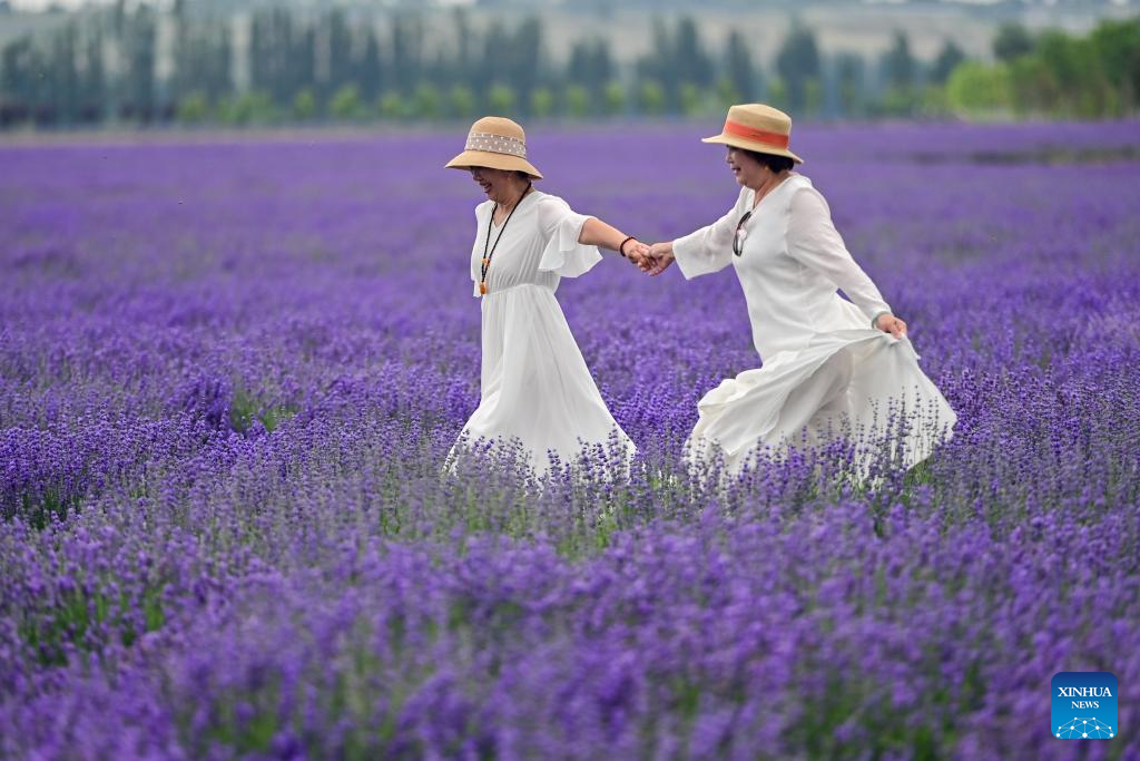 Lavender tourism festival promotes economic development in China's Xinjiang