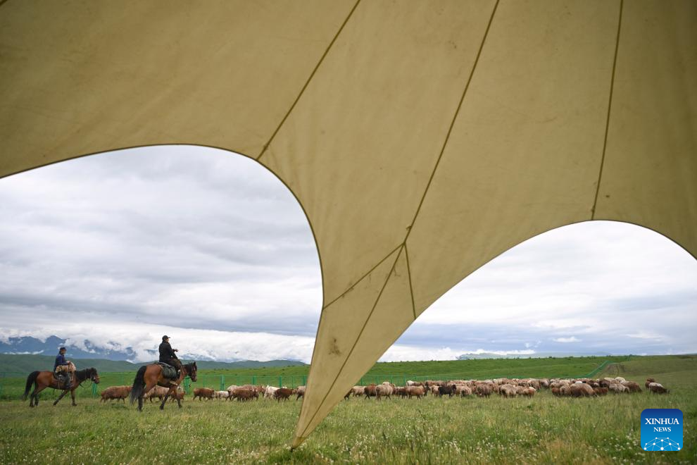 Herder and his summer pasture transfer in NW China's Xinjiang